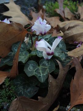 Cyclamen_persicum_HER_Ostfriedhof_151017_ja10.jpg