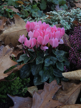 Cyclamen_persicum_HER_Ostfriedhof_151017_ja11.jpg