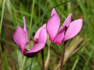 Cyclamen_purpurascens_HGeier01.jpg