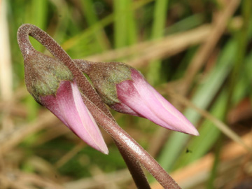 Cyclamen_purpurascens_Knospen_HGeier02.jpg