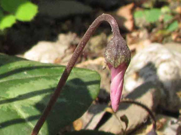 Cyclamen_purpurascens_ML01.jpg