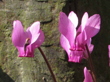 Cyclamen_purpurascens_ML02.jpg