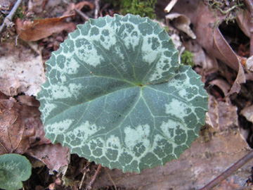 Cyclamen_purpurascens_Oesterreich_ML01.jpg