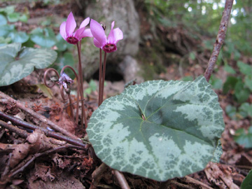 Cyclamen_purpurascens_Oesterreich_ML02.jpg