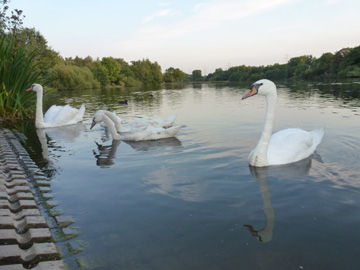 Cygnus_olor_BOLaer_UemmingerSee_ho02.jpg