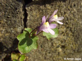 Cymbalaria_muralis_mailand070818_20_ja.jpg