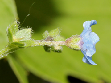 Cynoglossum_amabile_070717_CB01.jpg