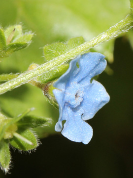 Cynoglossum_amabile_070717_CB01_2.jpg