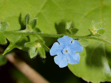 Cynoglossum_amabile_070717_CB02.jpg