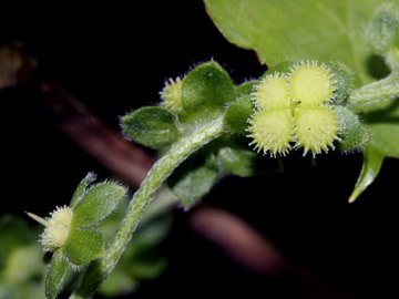 Cynoglossum_amabile_070717_CB04.jpg