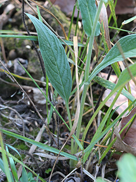 Cynoglossum_amabile_Ansaat_Ruhr_CB01.jpg