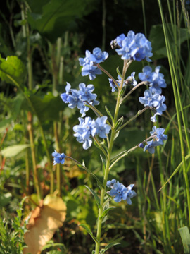 Cynoglossum_amabile_BOWasserstrasse300515_ja01.jpg