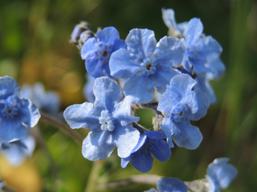 Cynoglossum_amabile_BOWasserstrasse300515_ja02.jpg