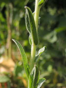 Cynoglossum_amabile_BOWasserstrasse300515_ja05.jpg