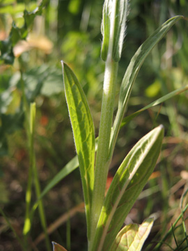 Cynoglossum_amabile_BOWasserstrasse300515_ja06.jpg