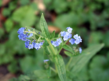 Cynoglossum_amabile_K_Nieher_Damm_TFischer08.jpg