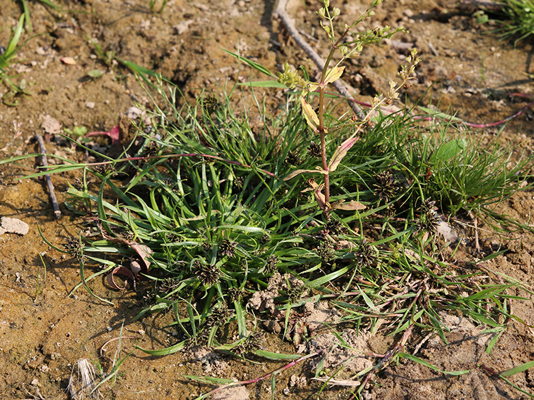 Cyperus_fuscus_Lippborg_Lippeaue_250819_CB01.jpg