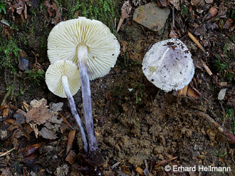 Cystolepiota_bucknallii_BOMailand_111015_EHellmann01.jpg