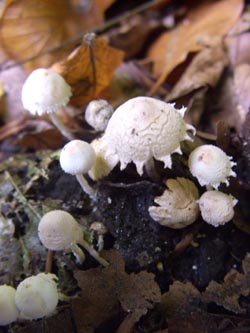 Cystolepiota_seminuda_Kalwes_251009_TK01.jpg