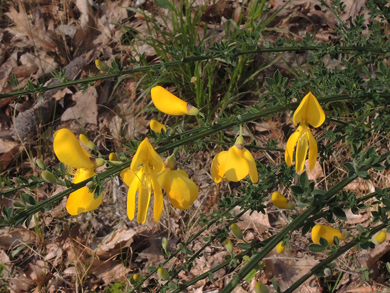 Cytisus_scoparius_DO-Syburg_Hengsteysee_160420_ja01.jpg