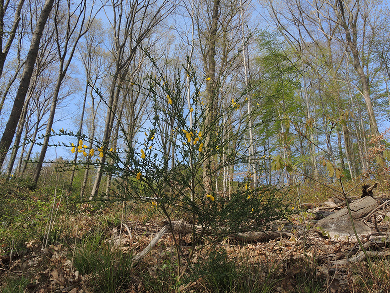 Cytisus_scoparius_DO-Syburg_Hengsteysee_160420_ja02.jpg