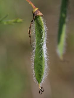 Cytisus_scoparius_Eifel2012_WeinfelderMaar090612_CB01.jpg