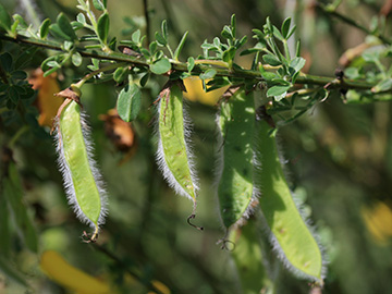 Cytisus_scoparius_Eifel2012_WeinfelderMaar090612_CB02.jpg