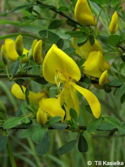 Cytisus_scoparius_HiesfelderWald_010509_tk02.jpg