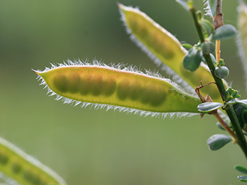 Cytisus_scoparius_WahnerHeide010712_CB01.jpg