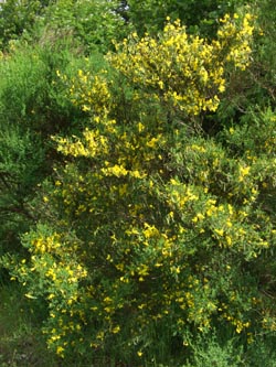 Cytisus_scoparius_Weinfelder_Maar_090612_TK67.jpg