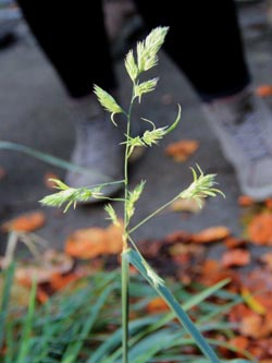 Dactylis_glomerata_Pseudoviviparie_WeitmarerHolz_121014_CB40.jpg