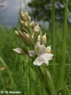 Dactylorhiza_fuchsii_Hoenselberg_100612_TK10.jpg