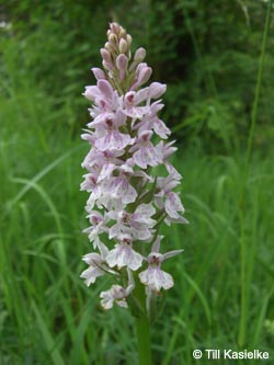 Dactylorhiza_fuchsii_Hoenselberg_100612_TK67.jpg