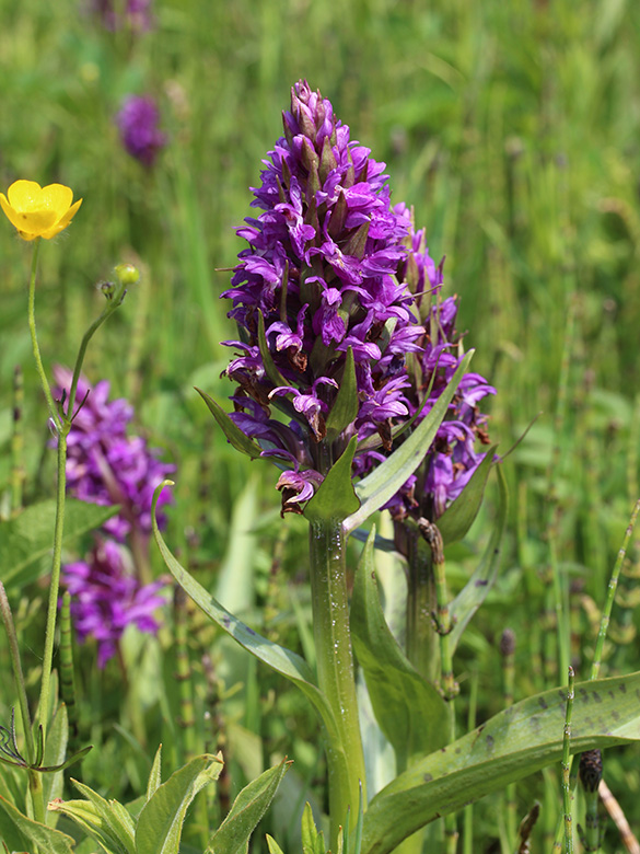 Dactylorhiza_majalis_Bergkamen-Heil_Orchideen_180519_CB03.jpg