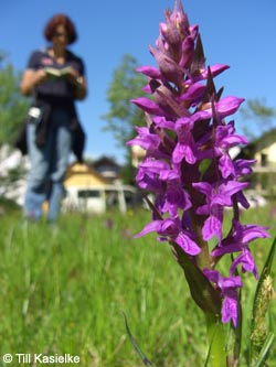 Dactylorhiza_majalis_SWD2009_TK202.jpg