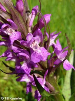 Dactylorhiza_majalis_SWD2009_TK203.jpg