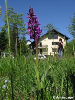 Dactylorhiza_majalis_SWD2009_ja192.jpg