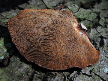 Daedaleopsis_confragosa_BOMailand_161016_Pilze_ja03.jpg