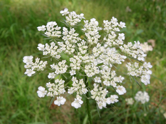 Daucus_carota_ApiaceaeWorkshop2_300716_ja01.jpg