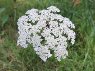 Daucus_carota_ApiaceaeWorkshop2_300716_ja02.jpg