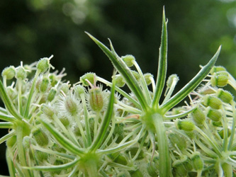 Daucus_carota_ApiaceaeWorkshop2_300716_ja08.jpg