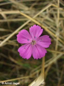 Dianthus_carthusianorum_AltarmZibberick_ElbeEx2008_ja03.jpg