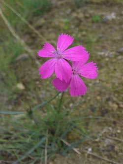 Dianthus_carthusianorum_DOHoerdePhoenixsee210712_TK01.jpg