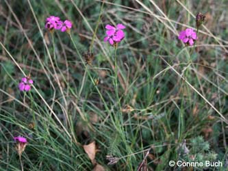 Dianthus_carthusianorum_Elbe2008_5_CB02.jpg