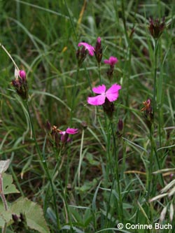 Dianthus_carthusianorum_SWD2009_CB166.jpg