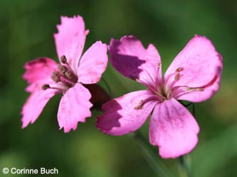 Dianthus_deltoides_BottendorferHuegel_Kyffhaeuser040610_CB01.jpg