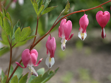 Dicentra_spectabilis_2012_CB.jpg