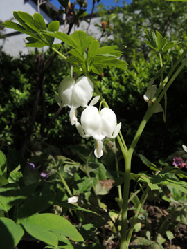 Dicentra_spectabilis_Alba_Koeln_160414_ja01.jpg