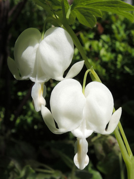 Dicentra_spectabilis_Alba_Koeln_160414_ja02.jpg