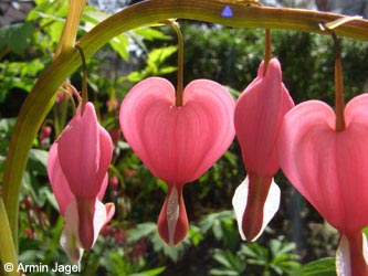 Dicentra_spectabilis_BO290406_ja04.jpg
